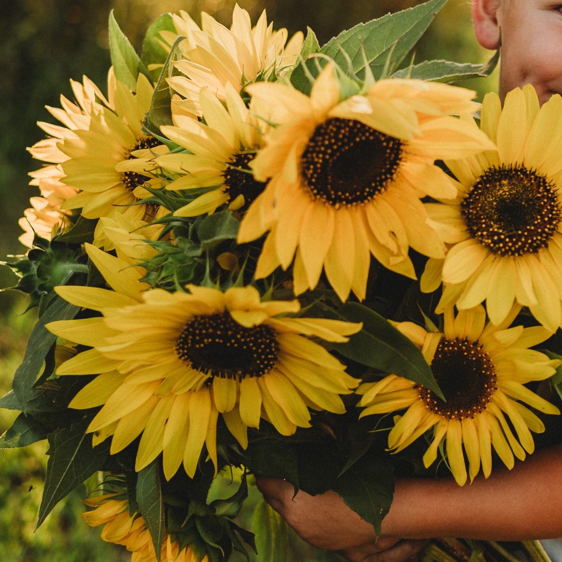 Henry Wilde Sunflower - Thresh Seed Co.