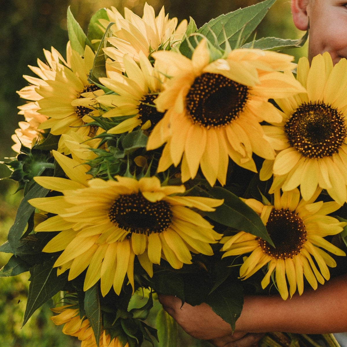 Henry Wilde Sunflower