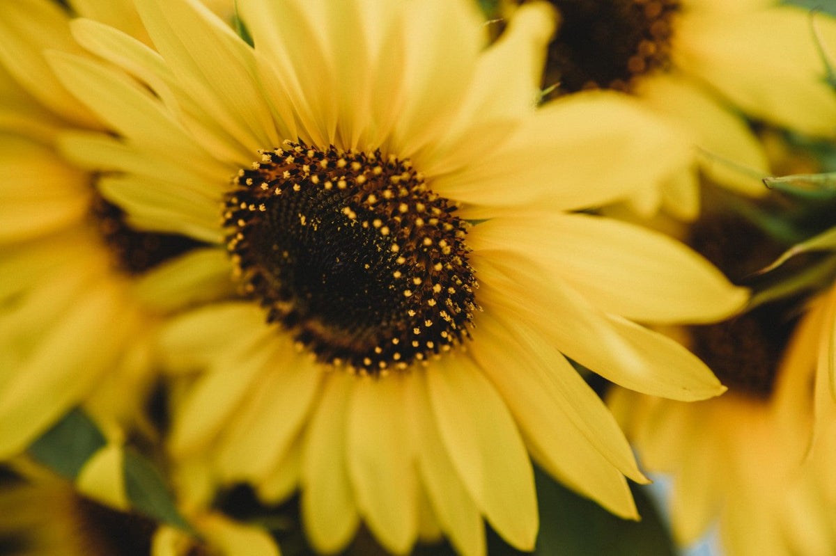 Henry Wilde Sunflower