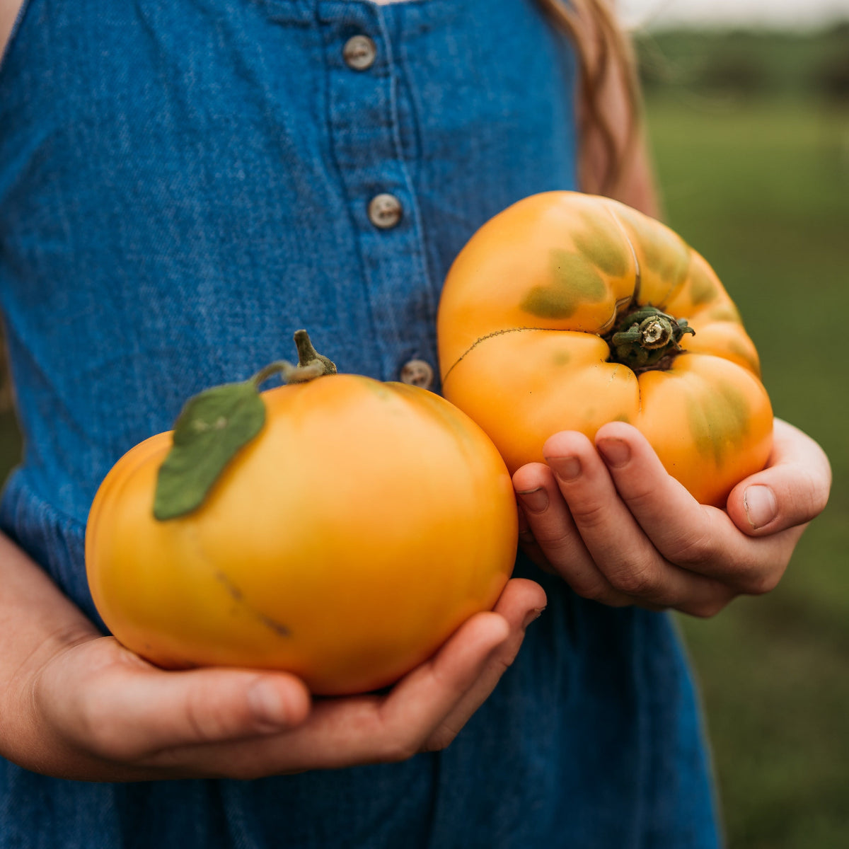 Hensley Settlement Tomato