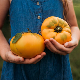 Hensley Settlement Tomato