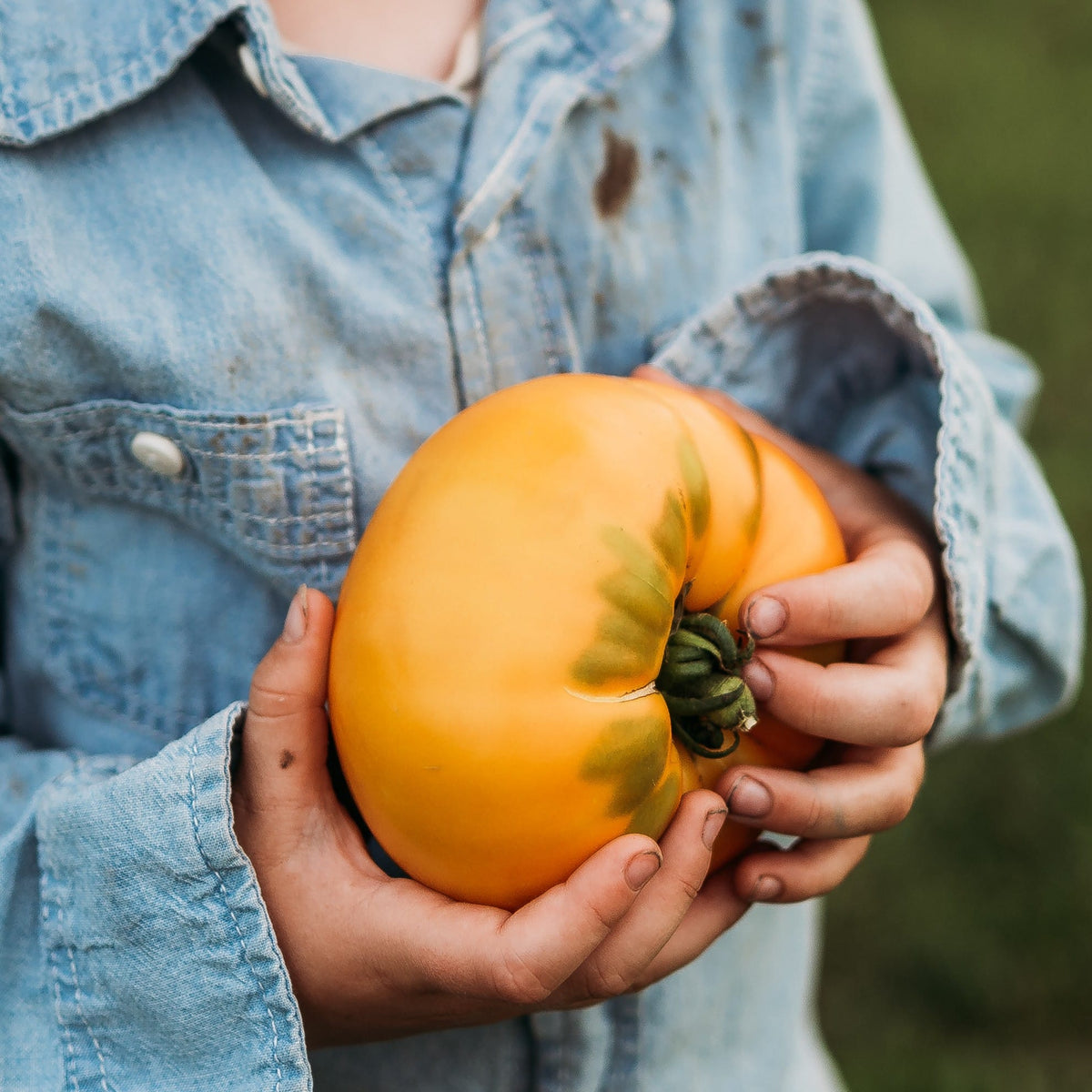 Hensley Settlement Tomato