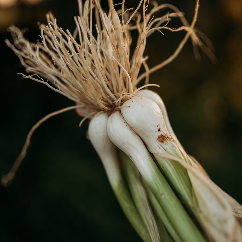 Heshiko Bunching Onion