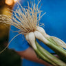 Heshiko Bunching Onion