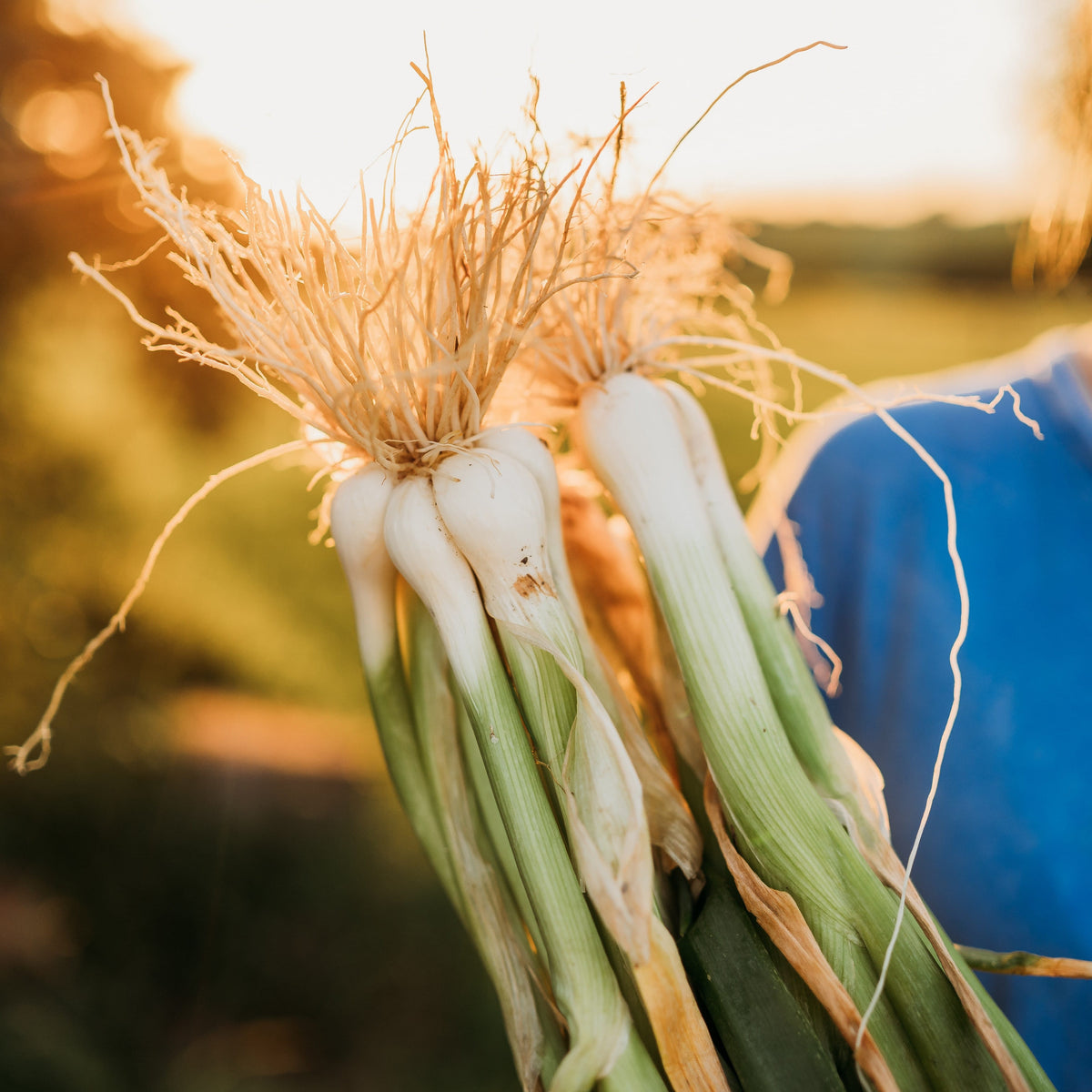 Heshiko Bunching Onion