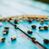 Holstein Heirloom Cowpea Seeds