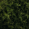 Holy Basil (Tulsi)