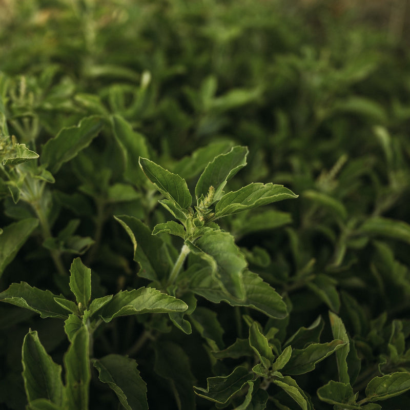 Holy Basil (Tulsi)