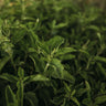Holy Basil (Tulsi)