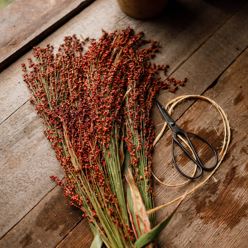 Hungarian Red Broomcorn