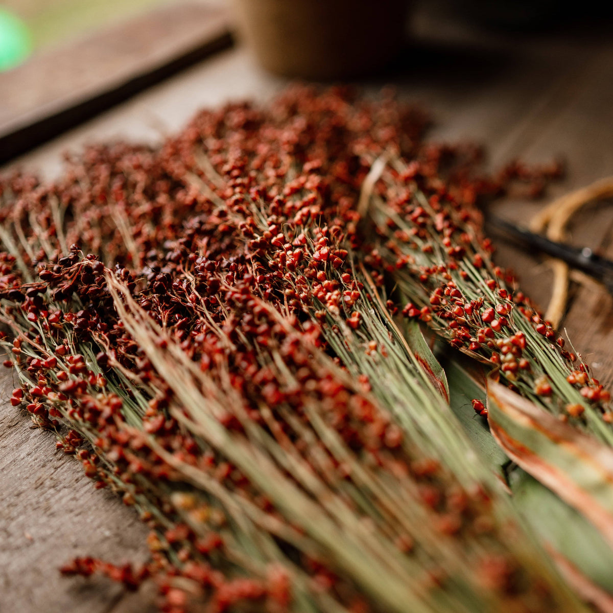Hungarian Red Broomcorn