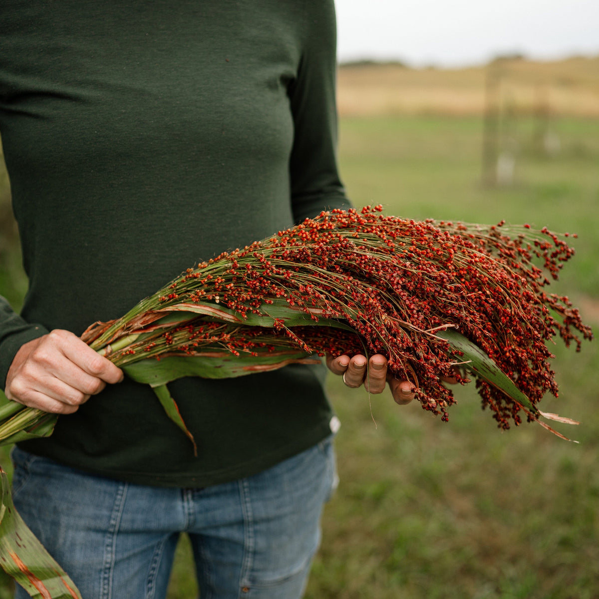 Hungarian Red Broomcorn