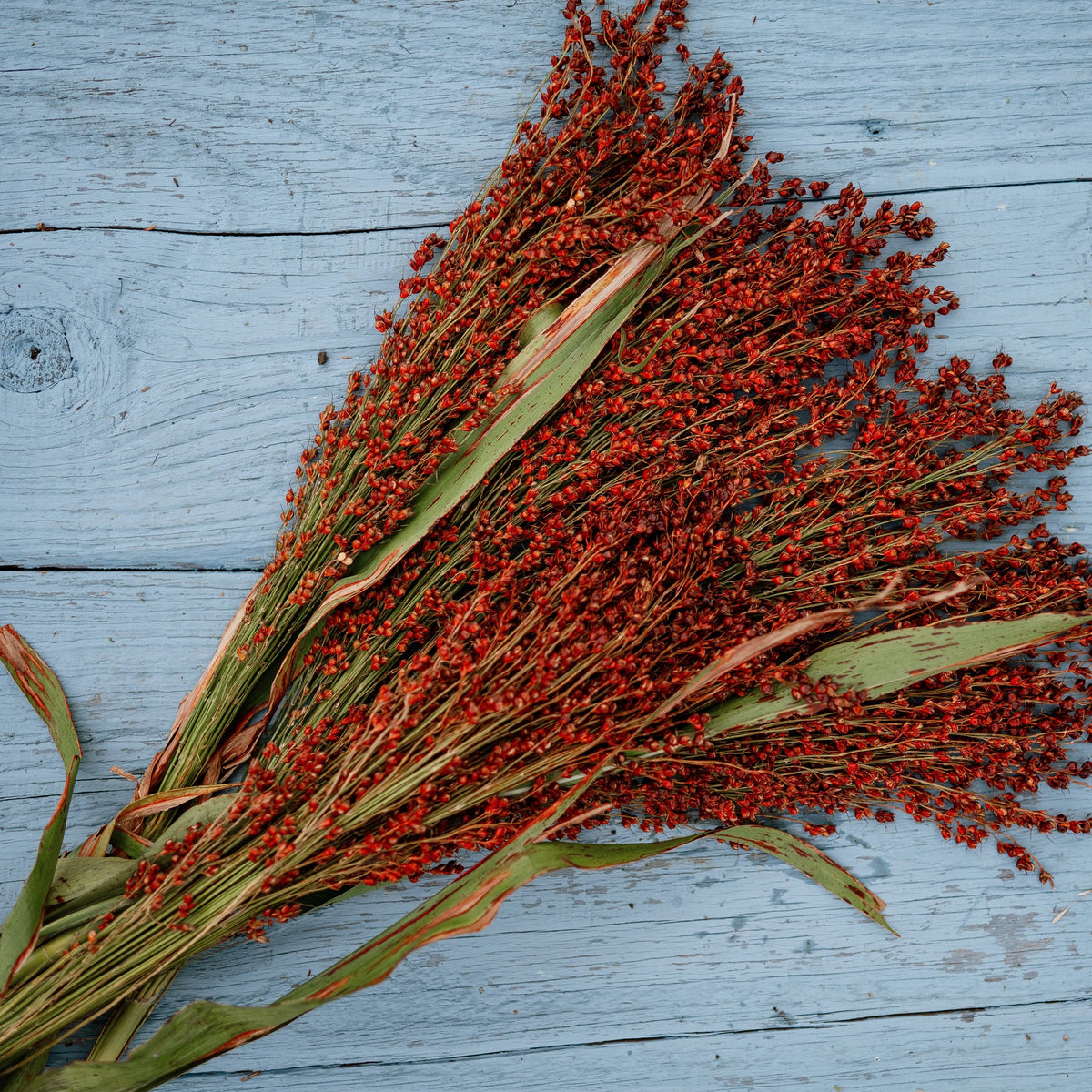Hungarian Red Broomcorn