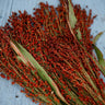 Hungarian Red Broomcorn