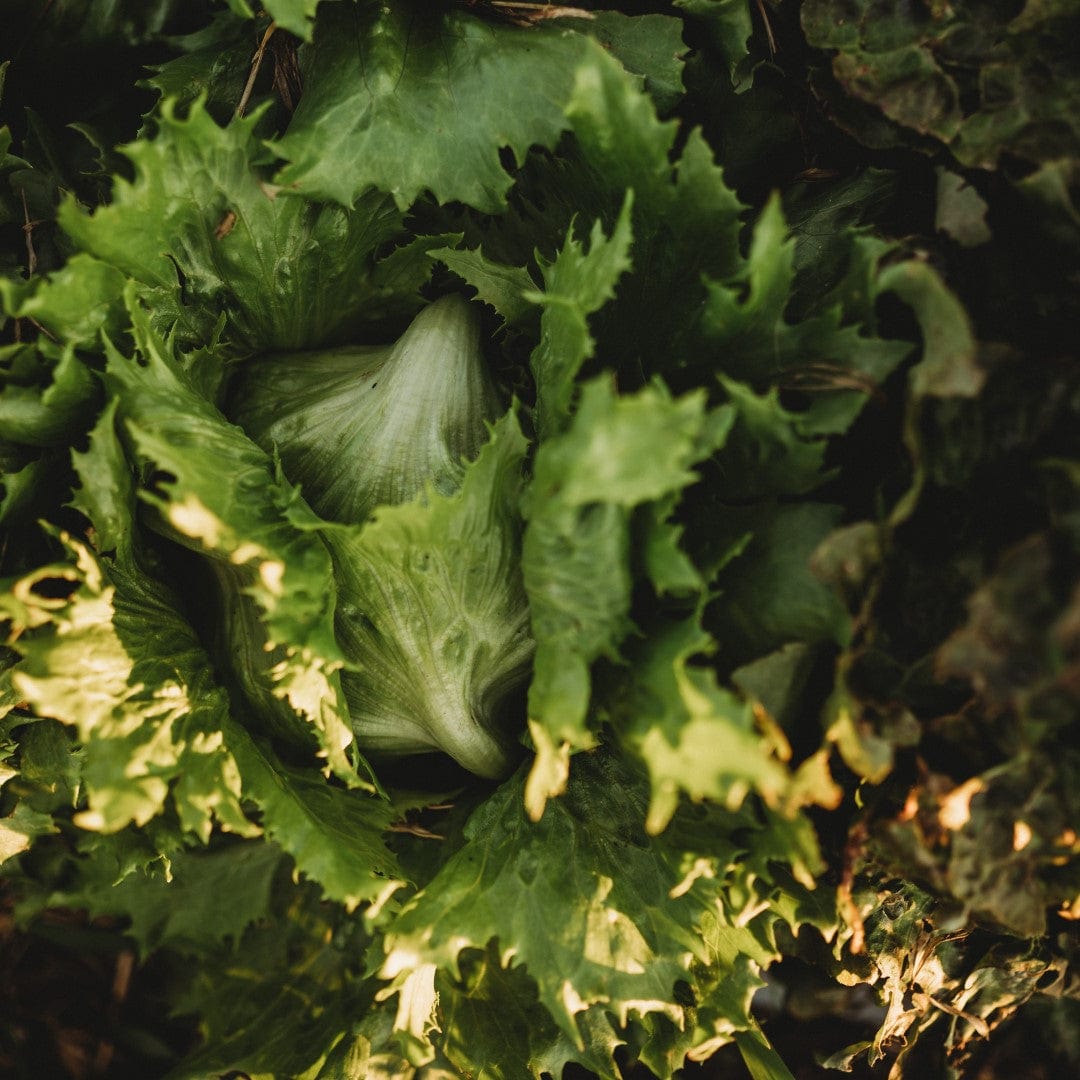 Ice Queen Heading Lettuce