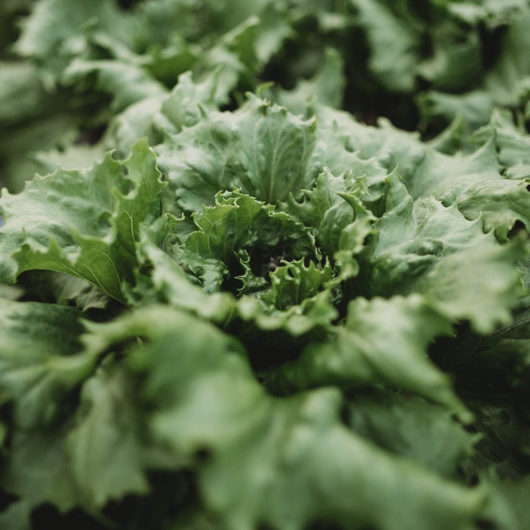 Ice Queen Heading Lettuce