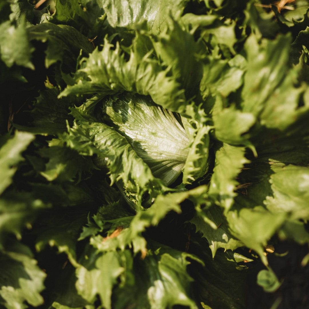 Ice Queen Heading Lettuce