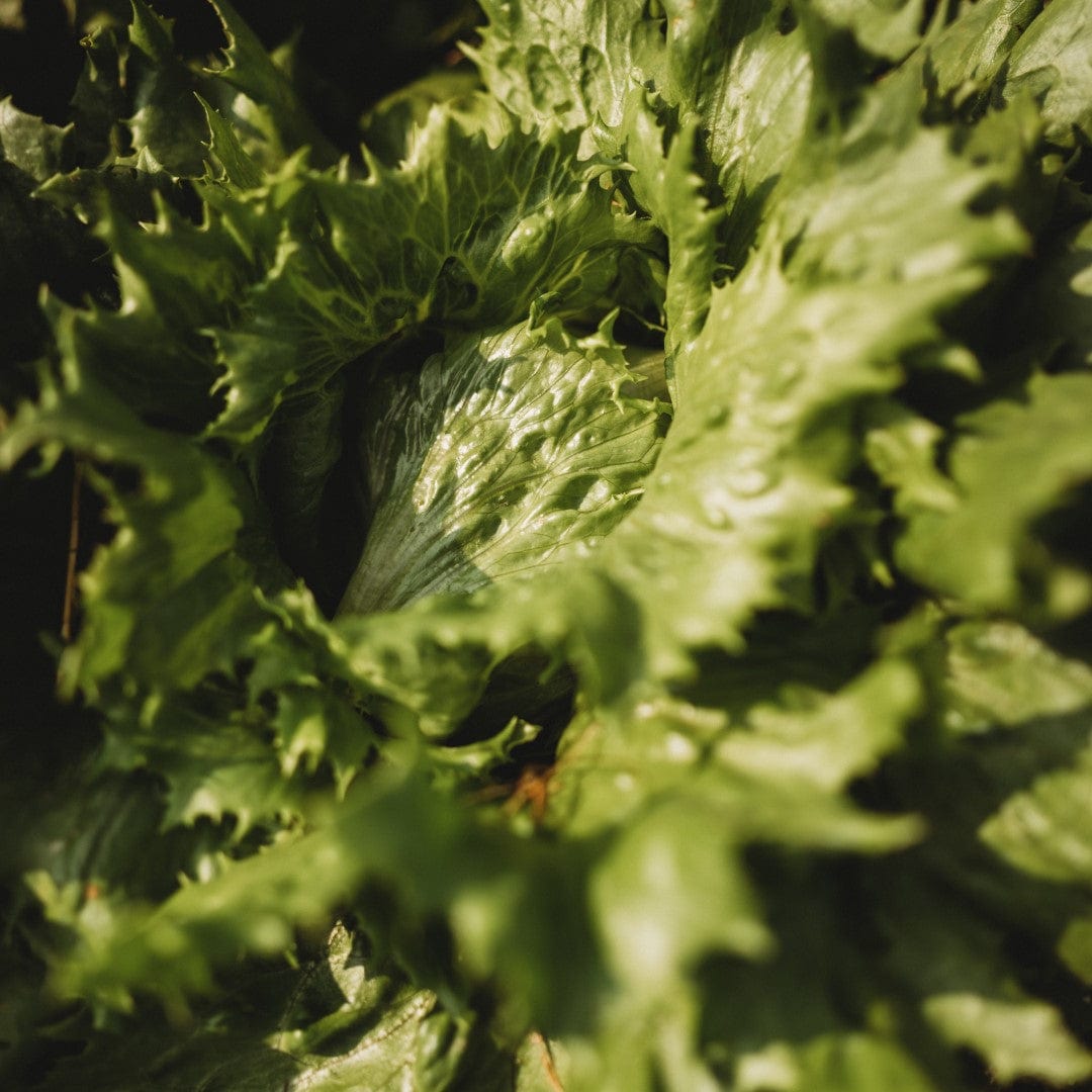 Ice Queen Heading Lettuce