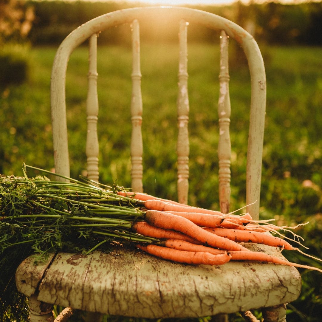 Carrot Purple Haze - (F1) Carrot Seed | Johnny's Selected Seeds