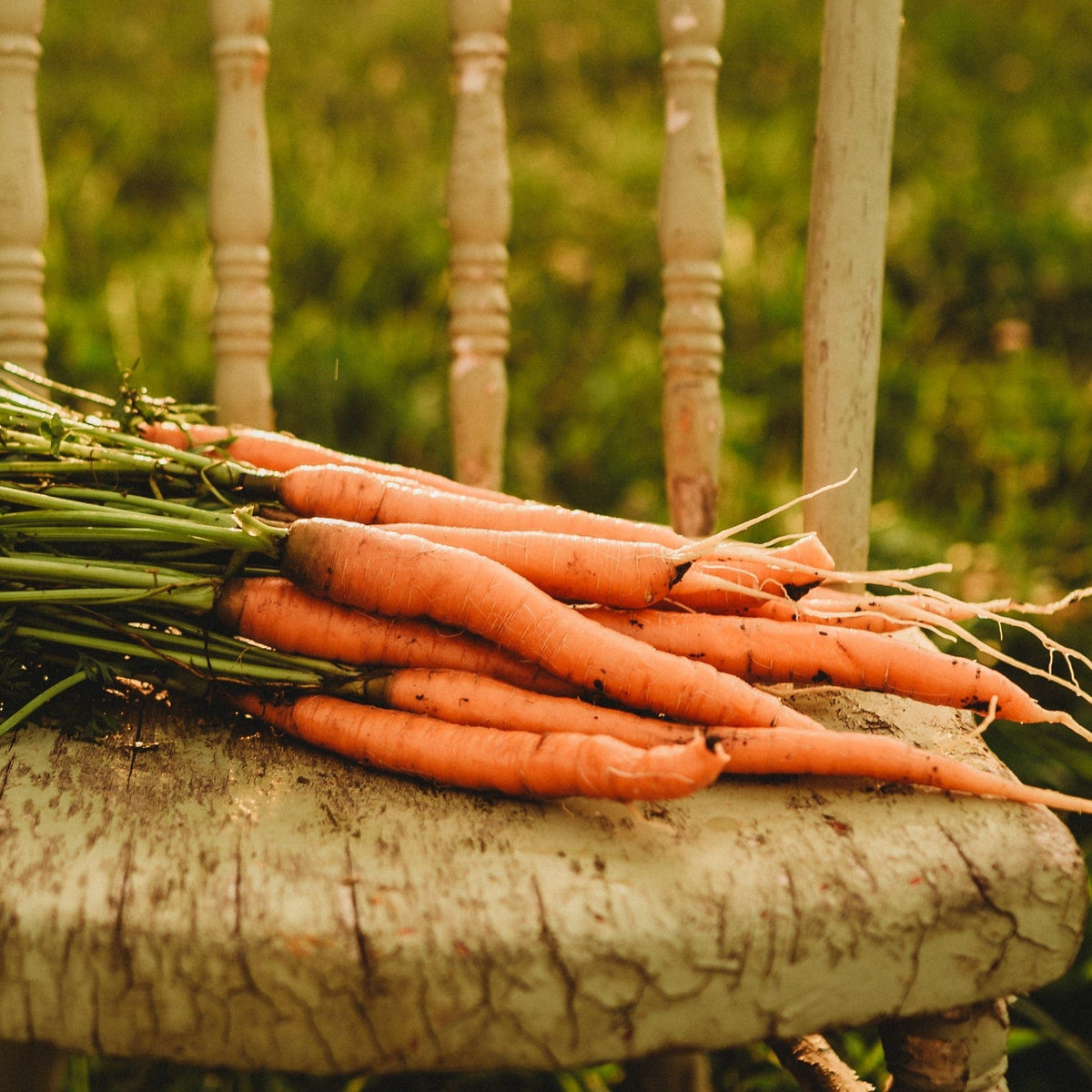 Imperator 58 Carrot