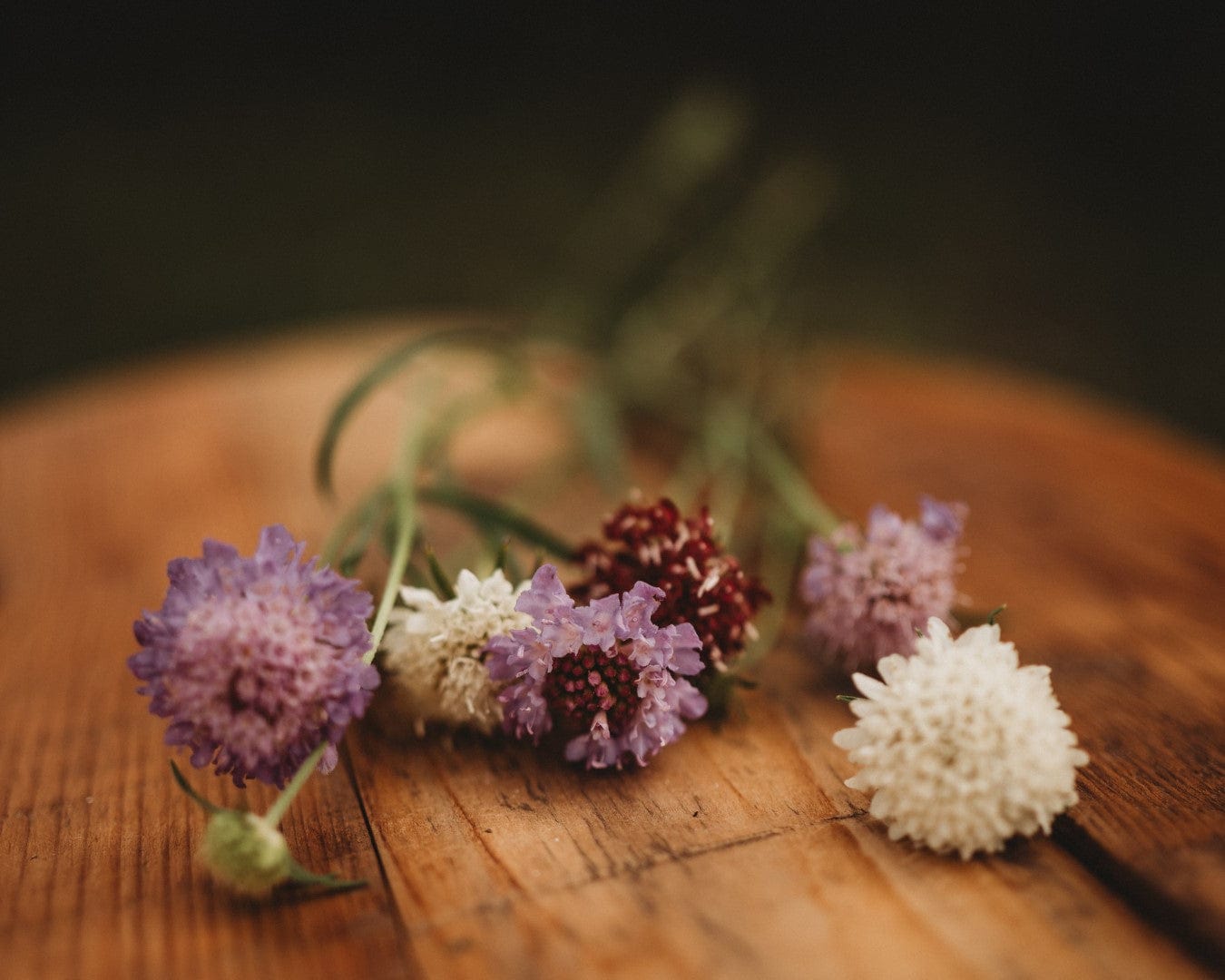 pincushion flower seeds Pincushion Flower (Scabiosa) Imperial Mix, Packet (250 Seeds)