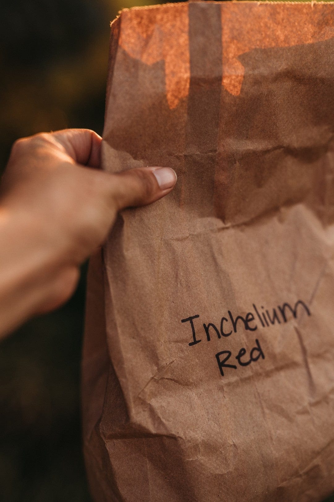 Inchelium Red Garlic