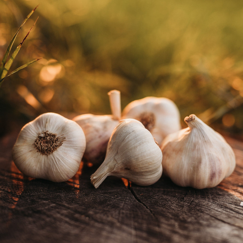 Inchelium Red Garlic