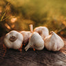 Inchelium Red Garlic