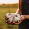 Inchelium Red Garlic