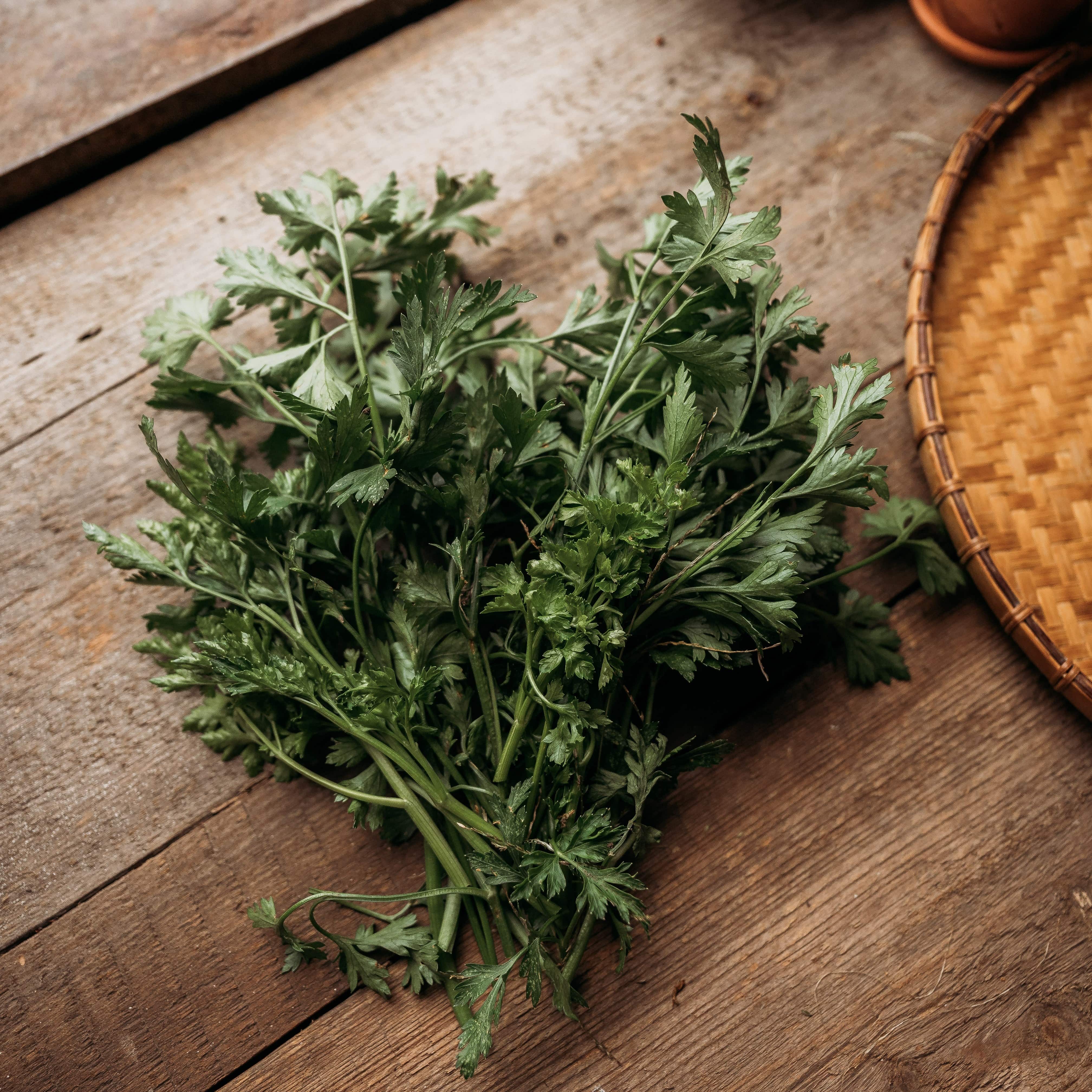 Thresh Seed Co. Italian Flat Leaf Parsley - Thumbnail 4
