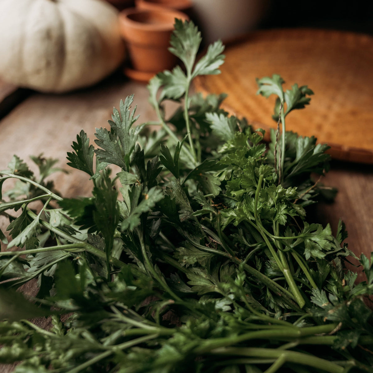 Italian Flat Leaf Parsley