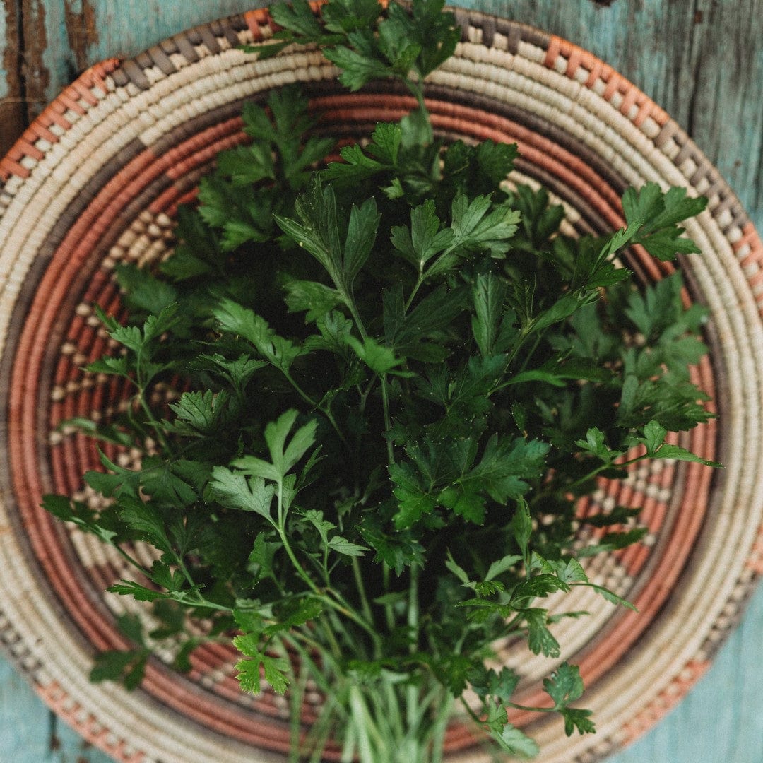 Thresh Seed Co. Italian Flat Leaf Parsley