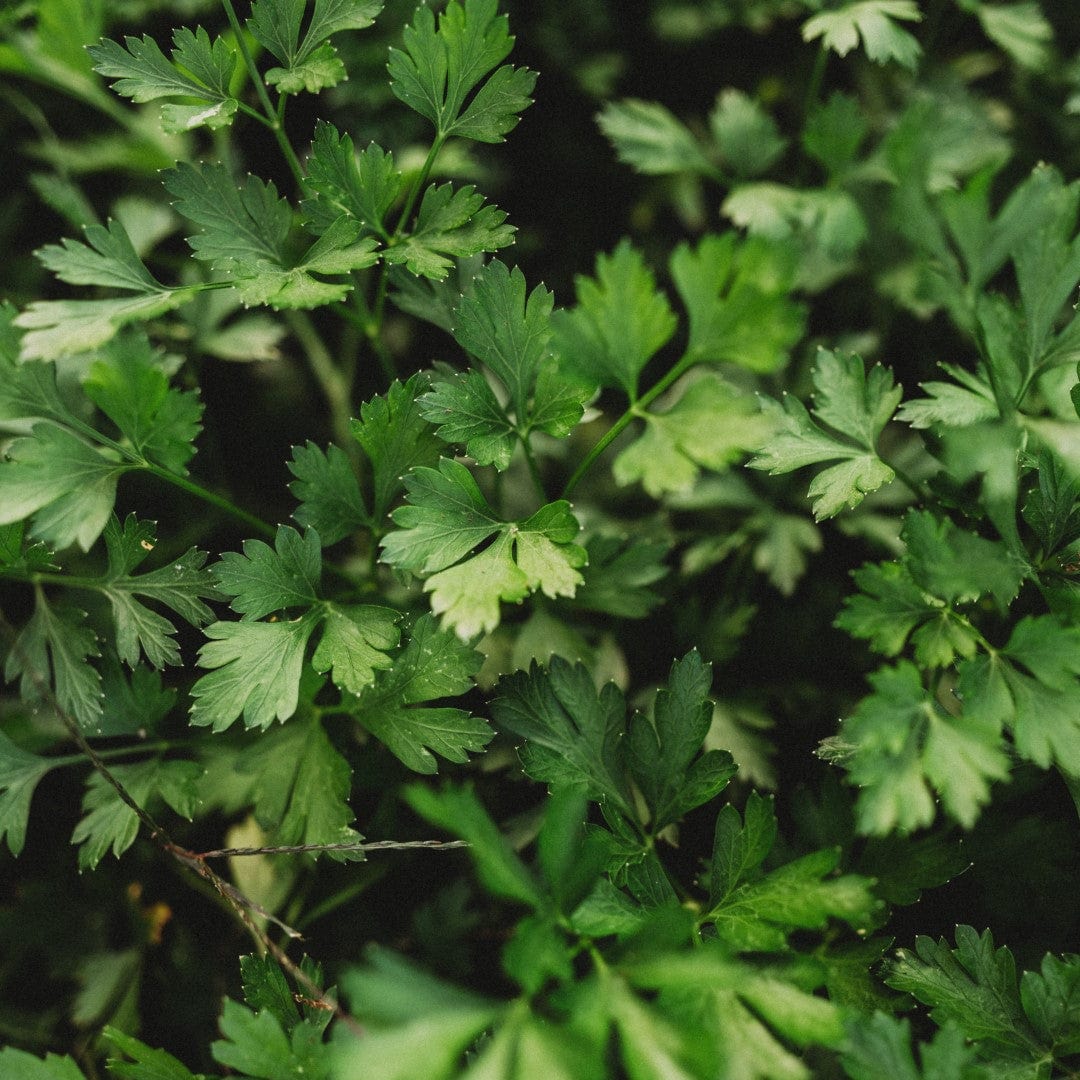 Thresh Seed Co. Italian Flat Leaf Parsley - Thumbnail 2