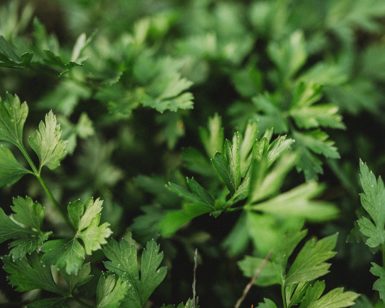 Thresh Seed Co. Italian Flat Leaf Parsley - Thumbnail 5