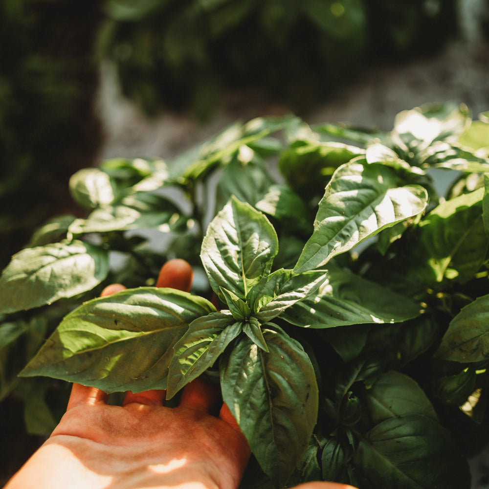 Italian Large Leaf Basil