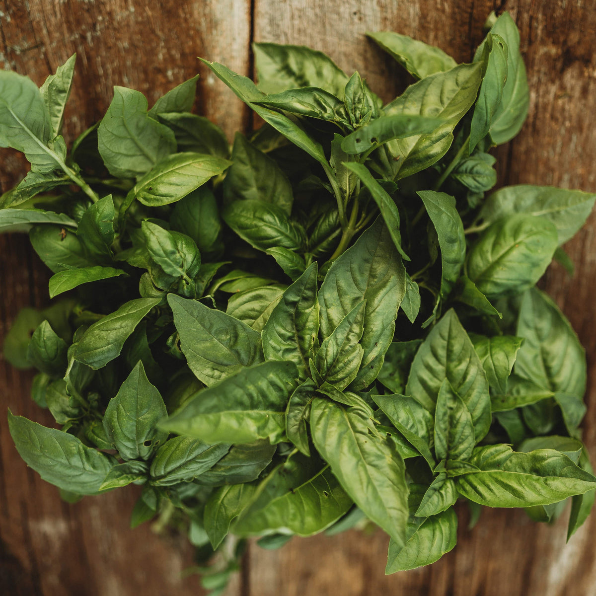 Basil Leaf Local Italian Large Leaf Basil - Thresh Seed Co.