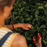 Italian Large Leaf Basil