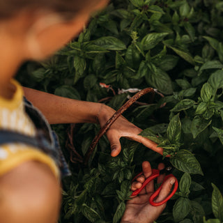 Italian Large Leaf Basil