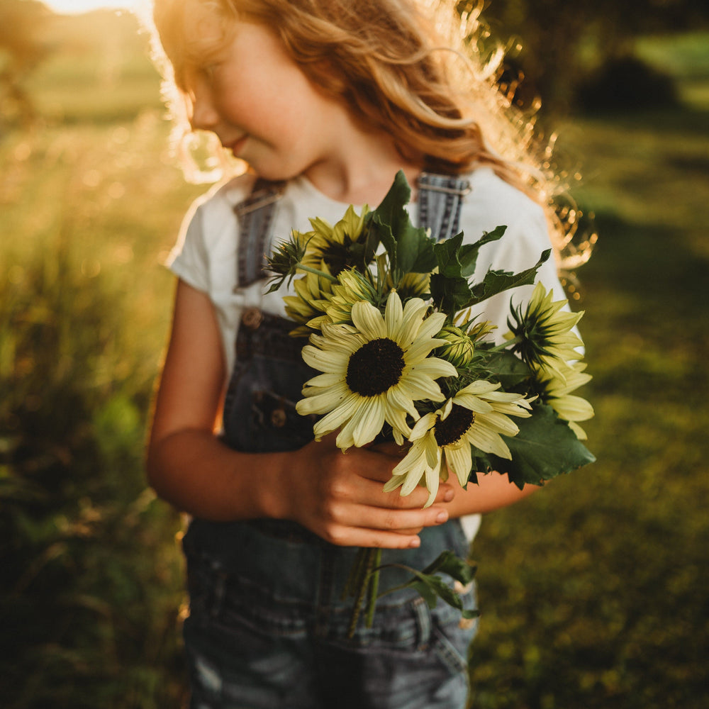 Italian White Sunflower