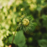 Italian White Sunflower