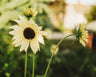 Italian White Sunflower