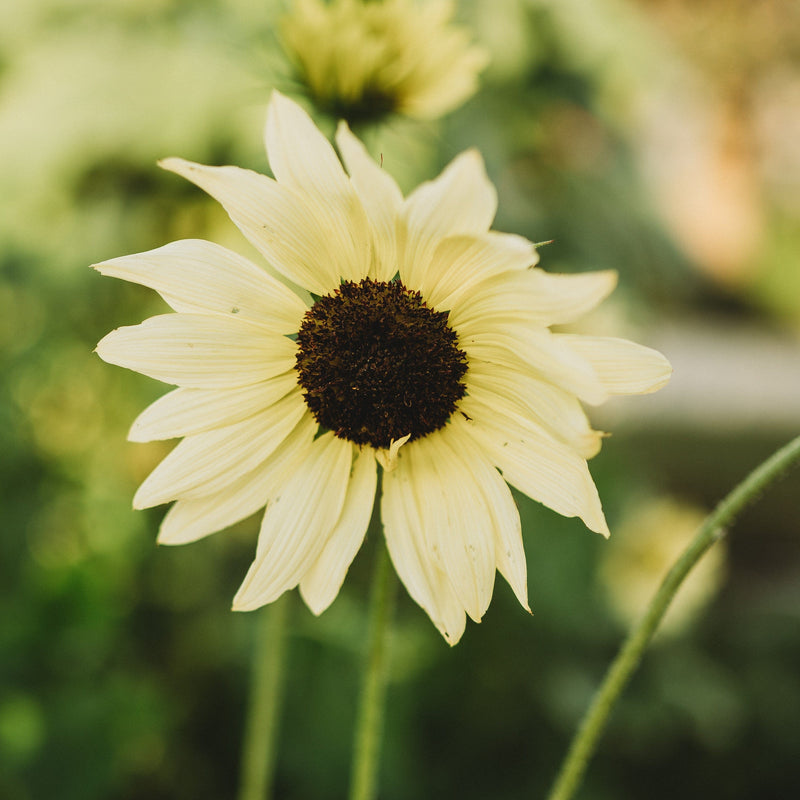 Italian White Sunflower