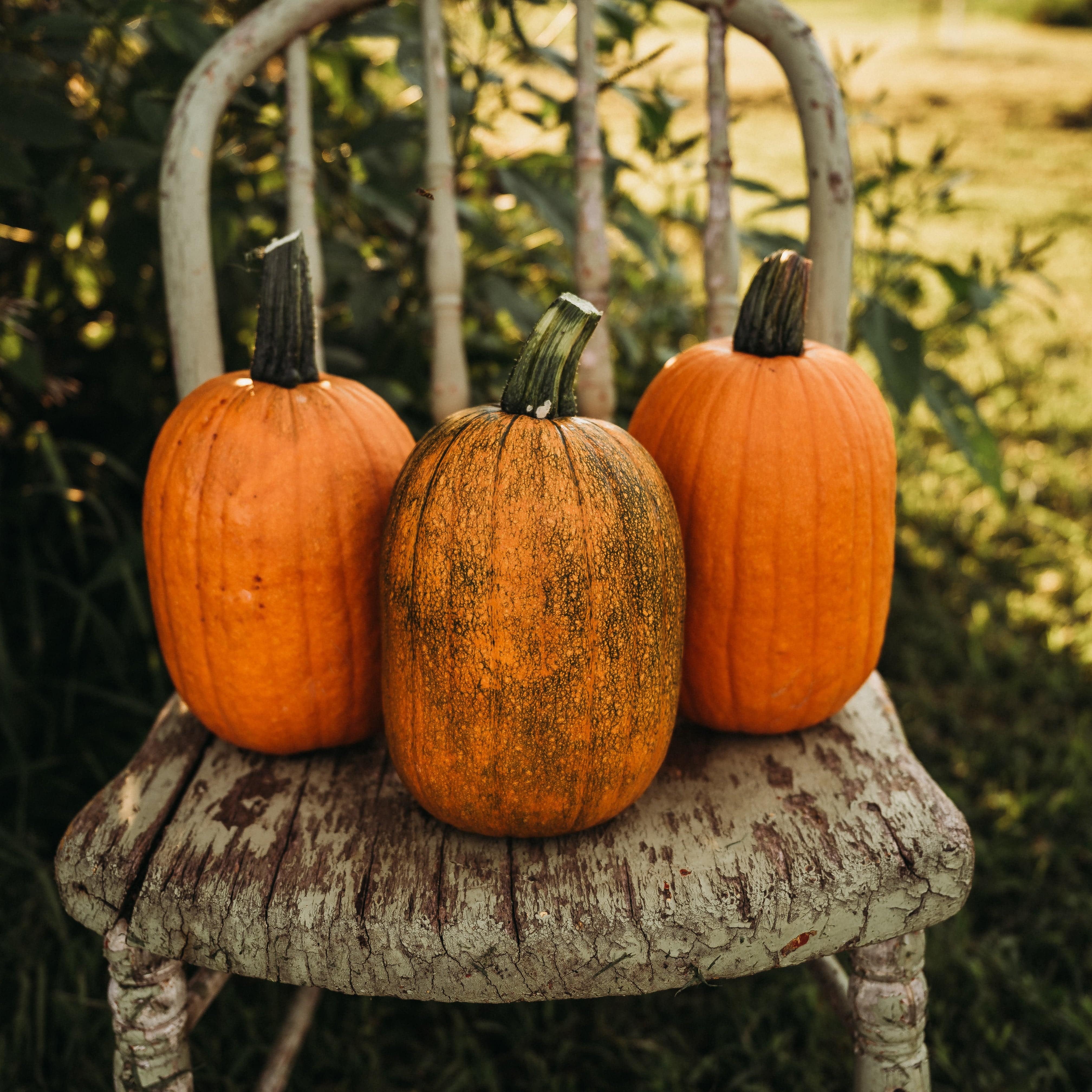 Jack-O-Lantern Pumpkin - Thresh Seed Co.
