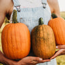 Jack-O-Lantern Pumpkin