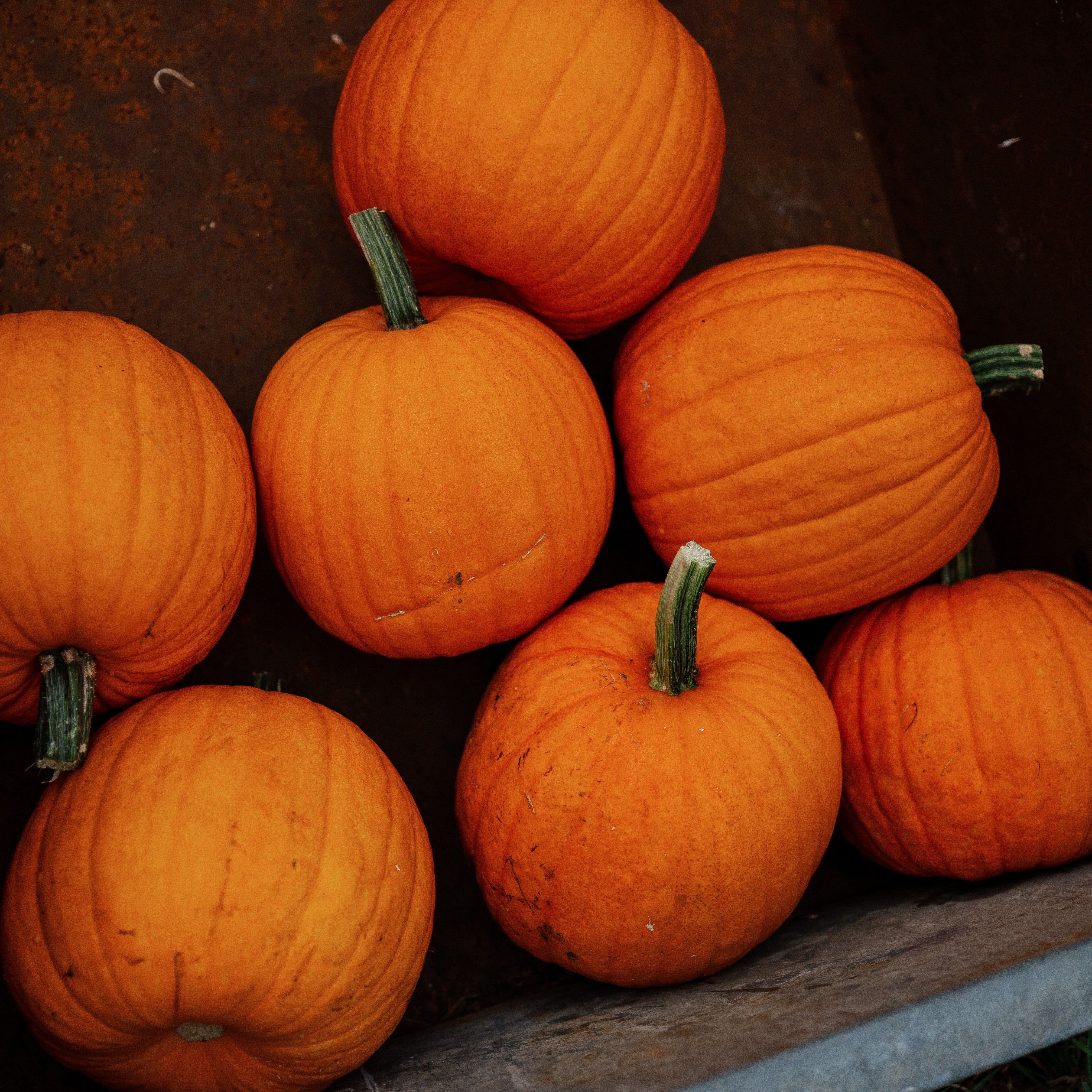 Jack-O-Lantern Pumpkin - Thresh Seed Co.