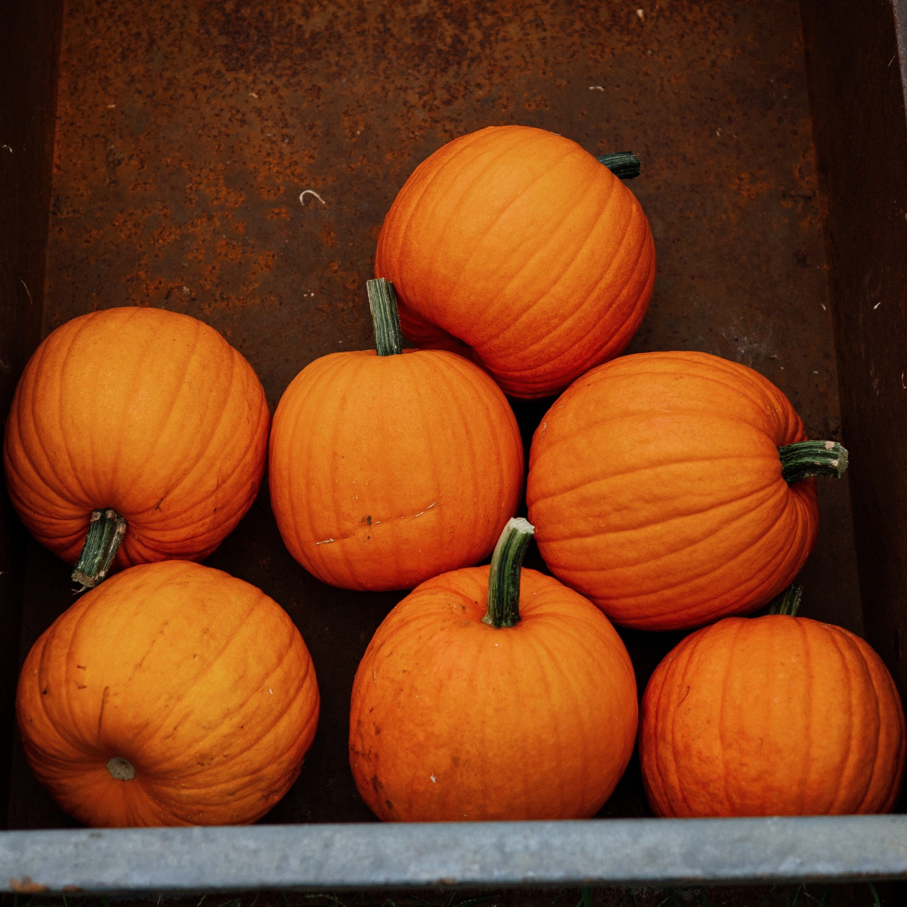 Jack-O-Lantern Pumpkin - Thresh Seed Co.