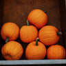 Jack-O-Lantern Pumpkin