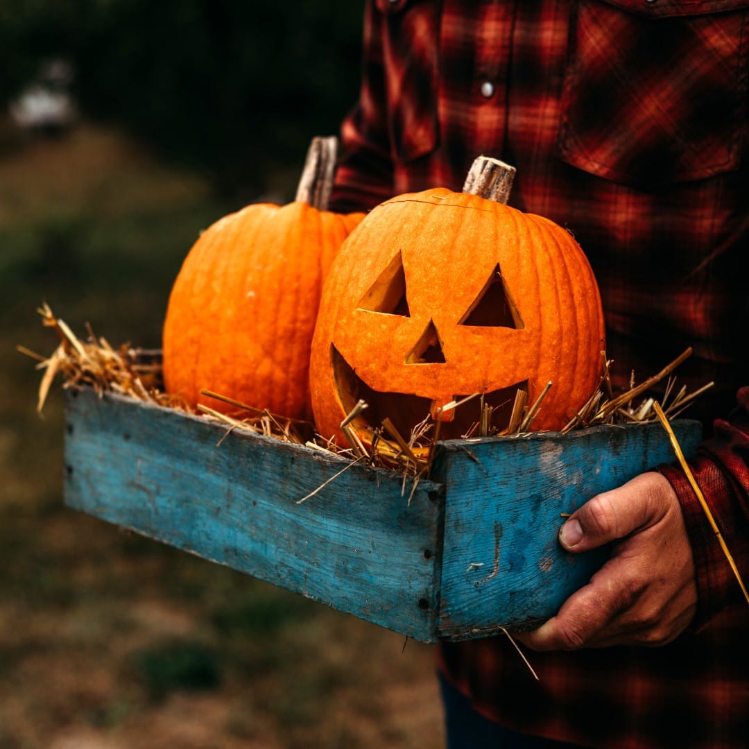 Jack-O-Lantern Pumpkin