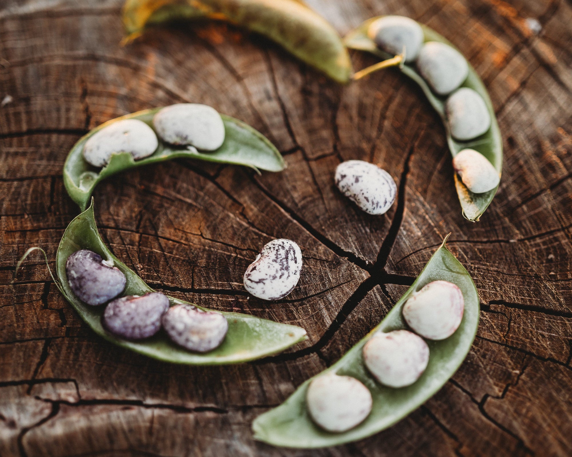 plant lima bean seeds Jackson Wonder Bush Lima (Speckled Butter Bean), Packet (50 Seeds)