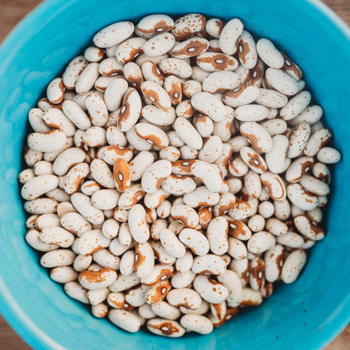 Jacob&#39;s Cattle Gold Shelling Bean